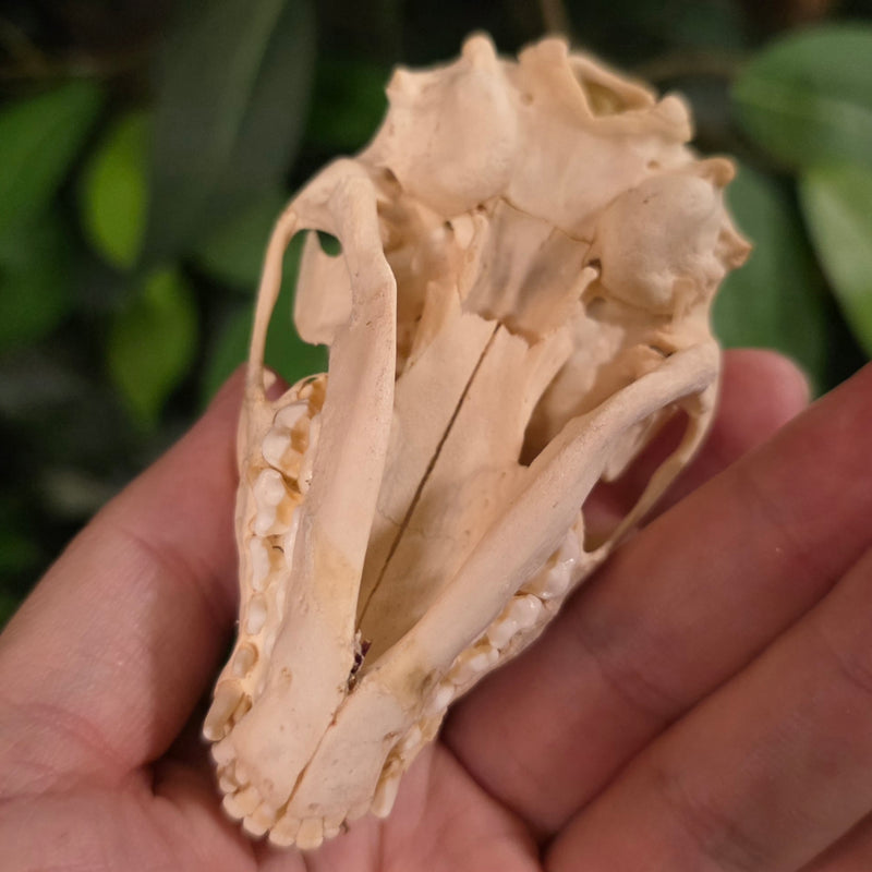Raccoon Skull F (Juvenile)
