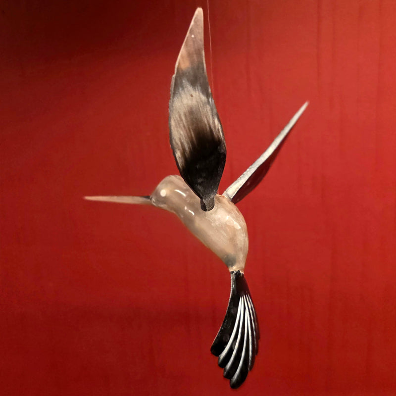 Bull Horn Hummingbird, A