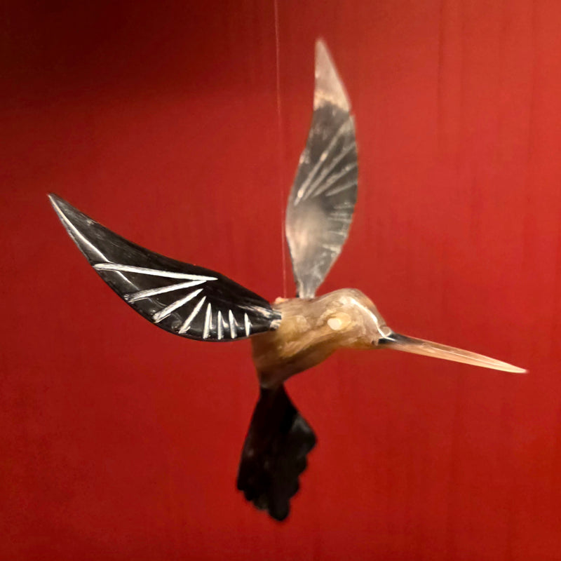 Bull Horn Hummingbird, A