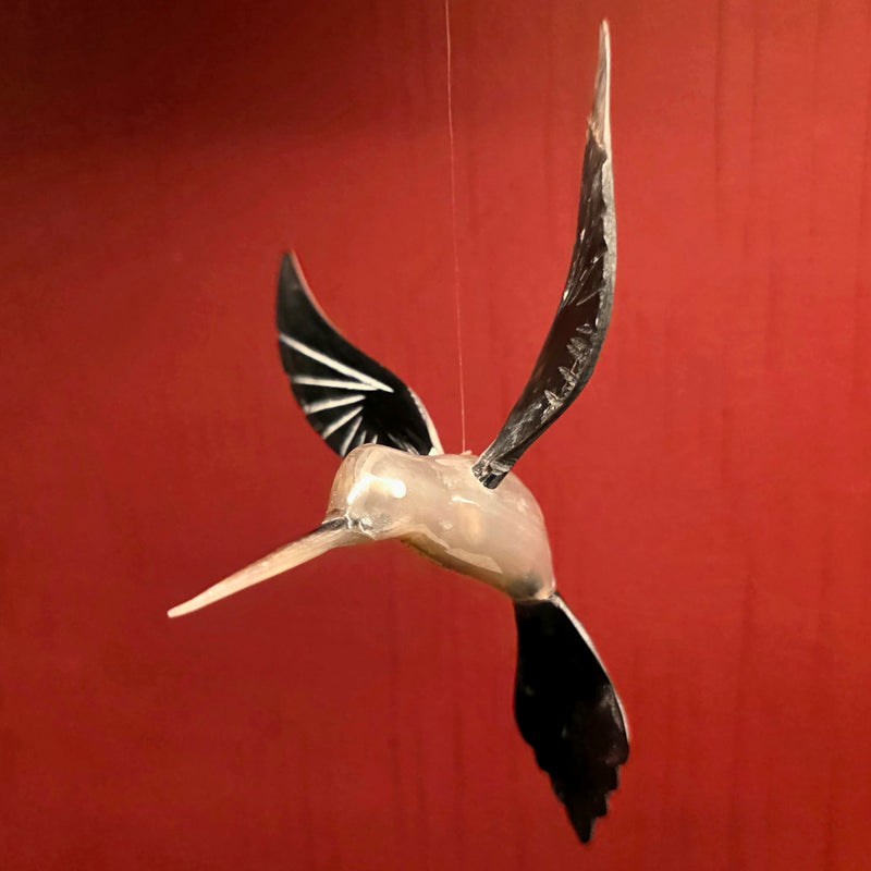 Bull Horn Hummingbird, A