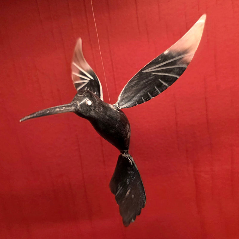 Bull Horn Hummingbird, B