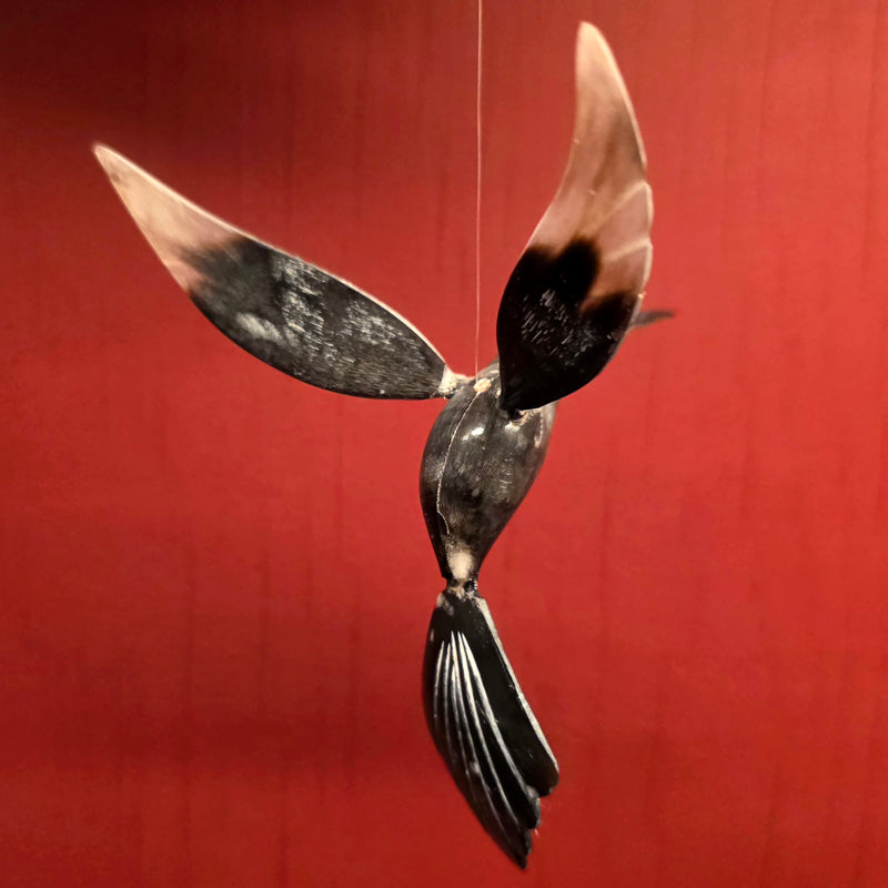 Bull Horn Hummingbird, B