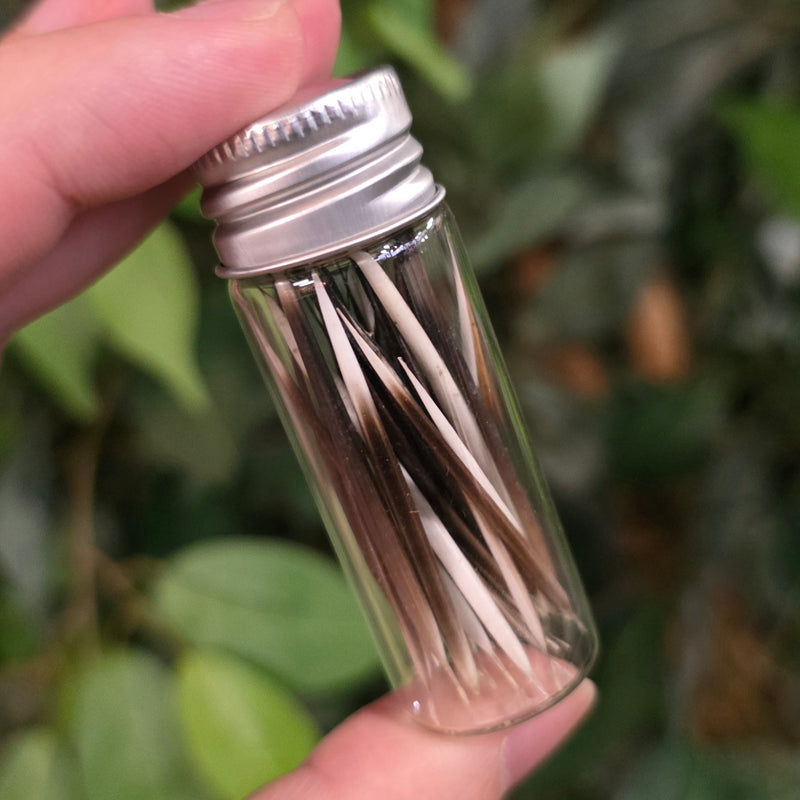 American Porcupine Quill Vials