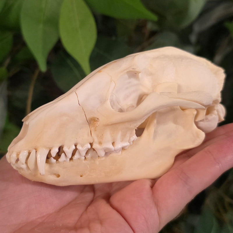 Raccoon Dog (Tanuki) Skull (B Grade)