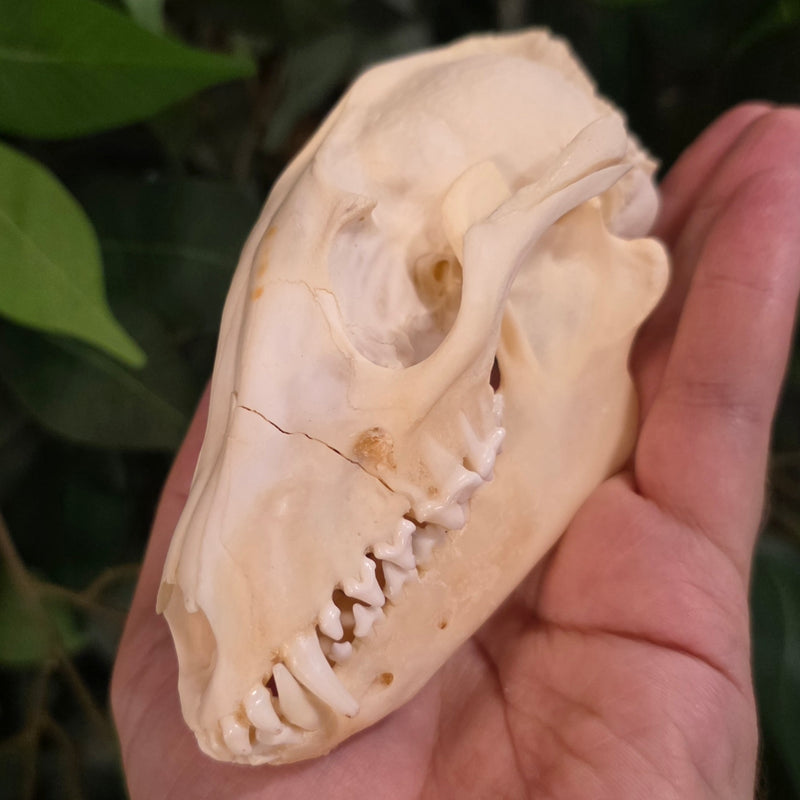 Raccoon Dog (Tanuki) Skull (B Grade)
