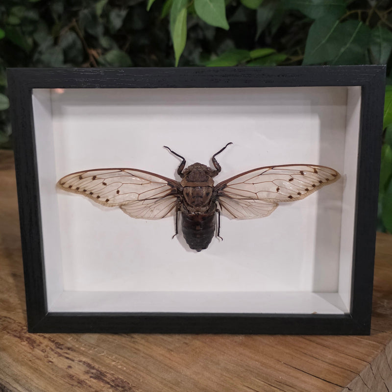 Colossal Cicada Shadowbox