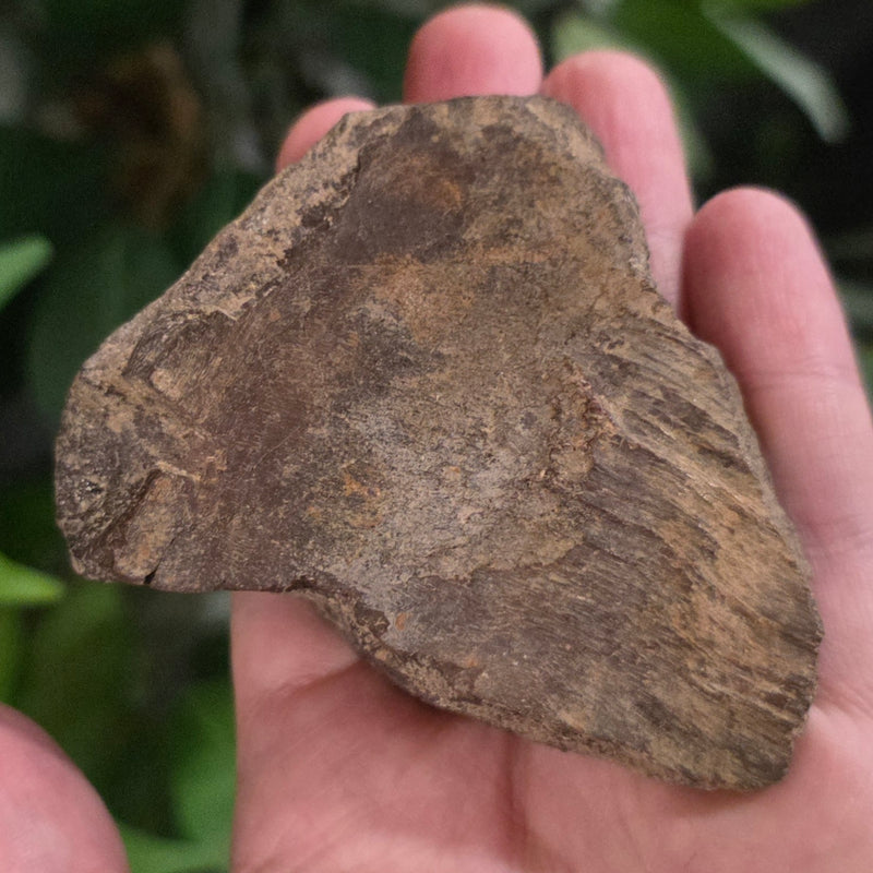 Dinosaur Bone Fragment L, On Stand