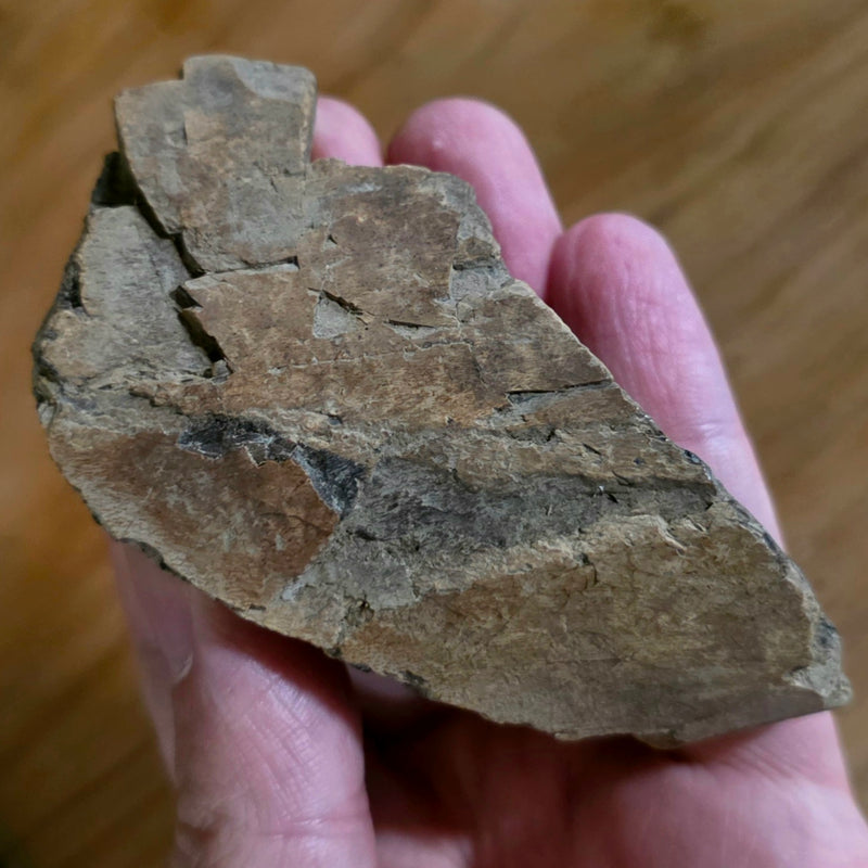 Dinosaur Bone Fragment M, On Stand