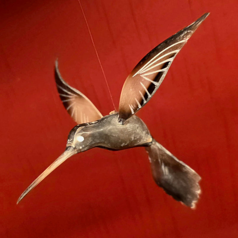 Bull Horn Hummingbird, D