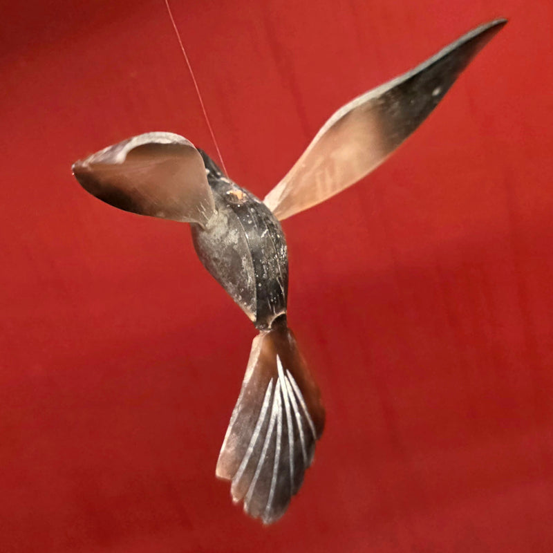 Bull Horn Hummingbird, D