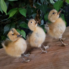 Duckling Taxidermy Mounts
