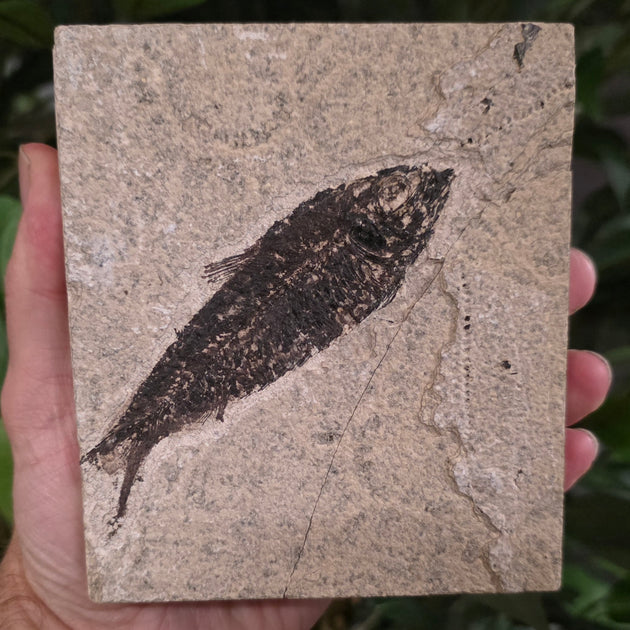 Fossil Knightia Fish, M | SkullStore Inc.