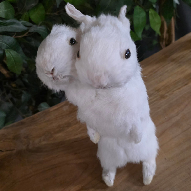 Two Headed Rabbit, Taxidermy (Gaff) | SkullStore Inc.