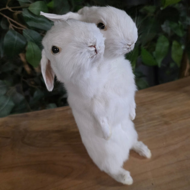 Two Headed Rabbit, Taxidermy (Gaff) | SkullStore Inc.