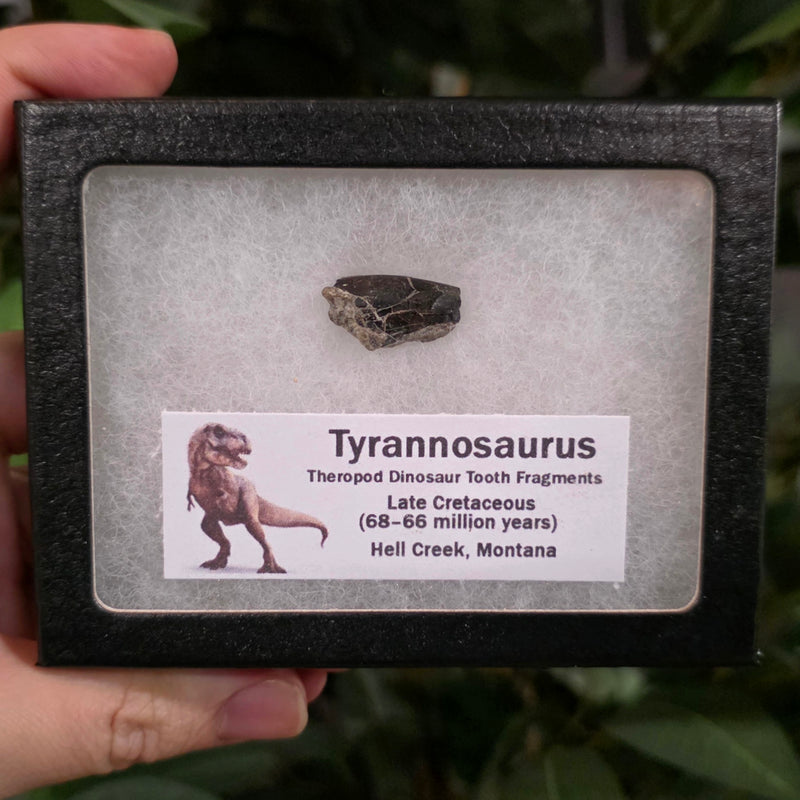 Tyrannosaurus Rex『One Inch Rock』DP-1617 Tyrannosaurus Rex『One Inch Rock』DP-1617 【公式通販】