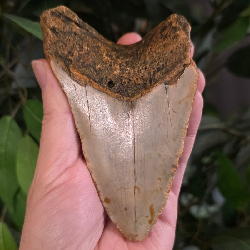 Megalodon Tooth X (4.75