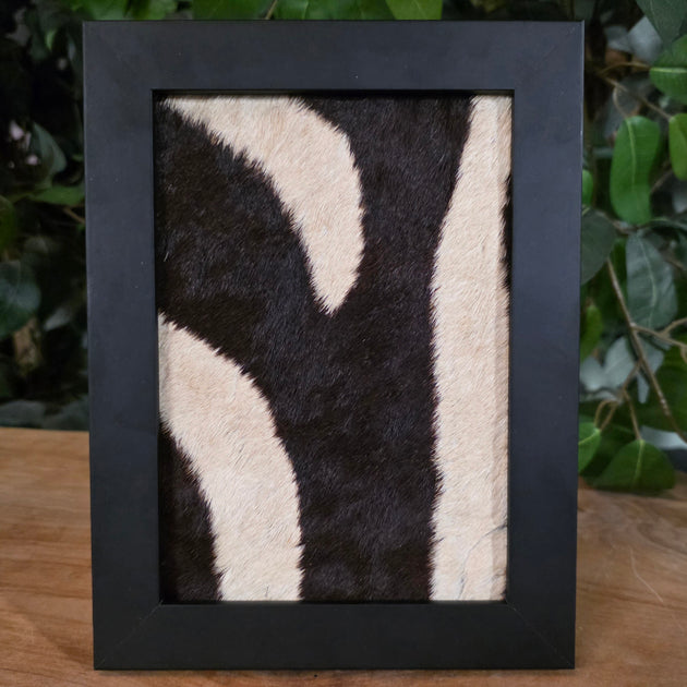 Zebra Skin Frame F | SkullStore Inc.