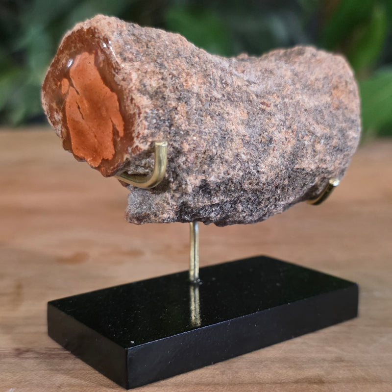 Araucaria Petrified Wood L | SkullStore Inc.