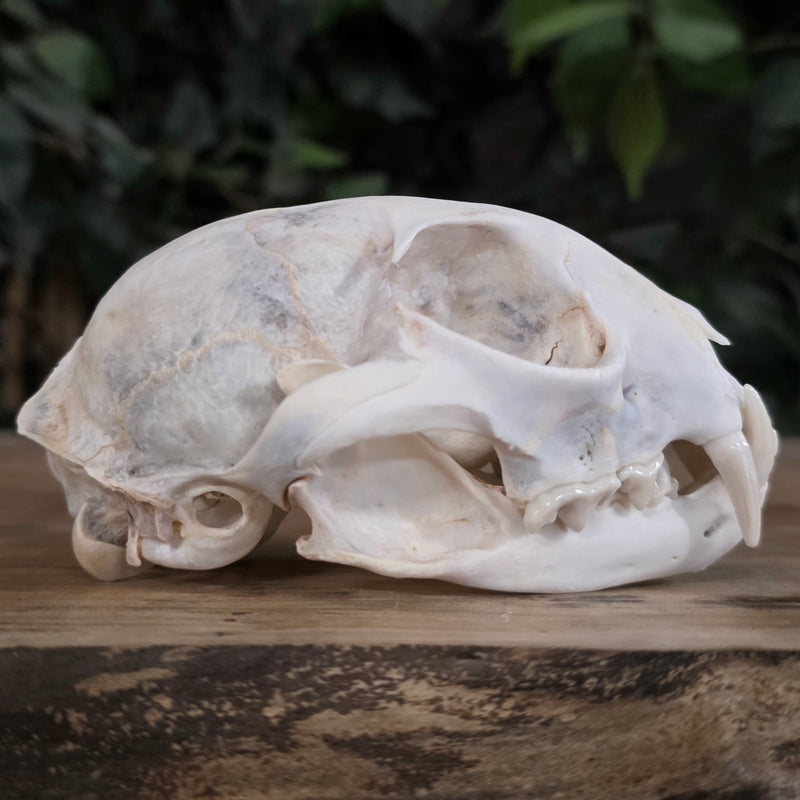 Canadian Lynx Skulls | SkullStore Inc.