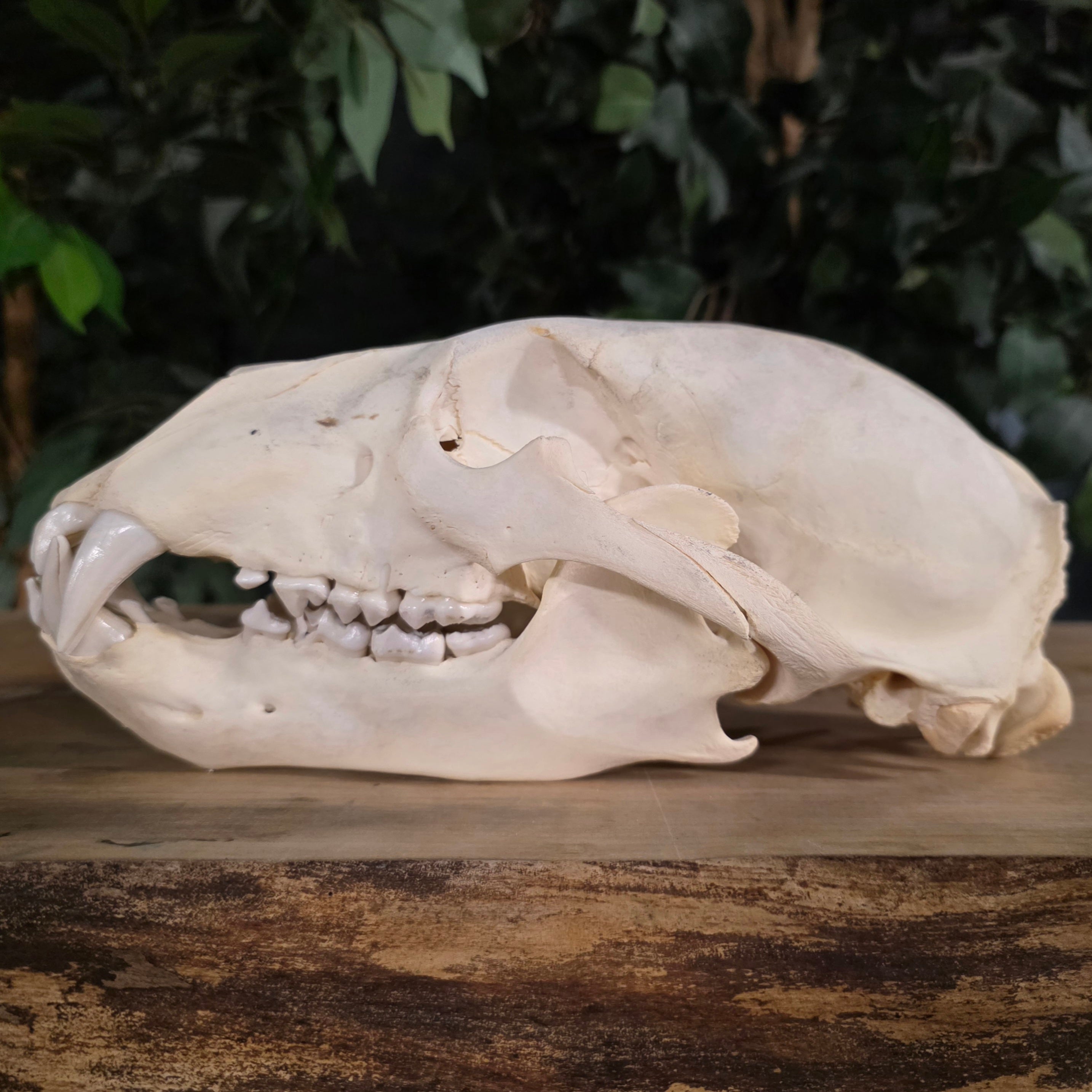 置物 polar bear skull Polar Bear Skull For Sale | SkullStore Inc.