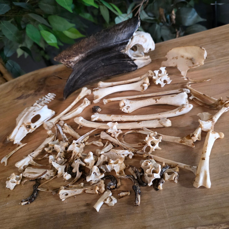 SkullStore // Buy Real Exotic Bird Parts Online | SkullStore Inc.