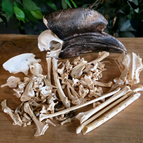 SkullStore // Buy Real Exotic Bird Parts Online | SkullStore Inc.