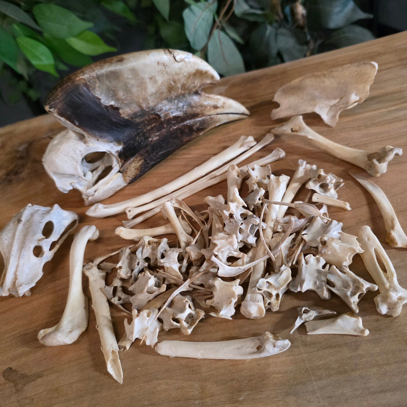 White-Thighed Hornbill Skeleton, Disarticulated Male A