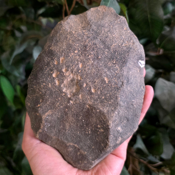 国産化石　２６０６２７－３ Ancient Acheulean Hand Axe, Morocco Y (XXL) | SkullStore Inc.