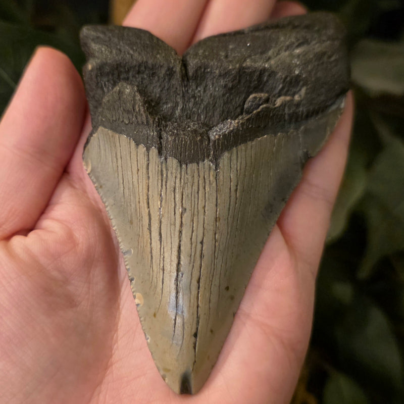Megalodon Tooth D (4.5