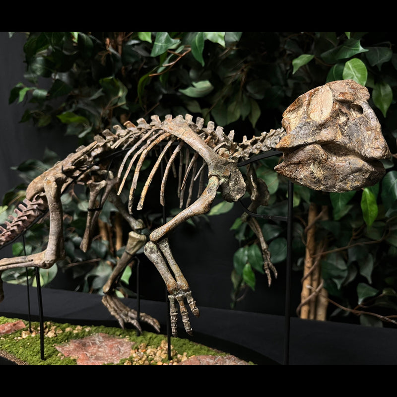 Psittacosaurus Dinosaur Skeleton