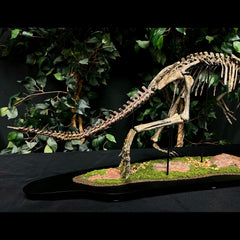 Psittacosaurus Dinosaur Skeleton