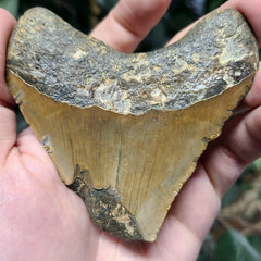 Megalodon Tooth C (3