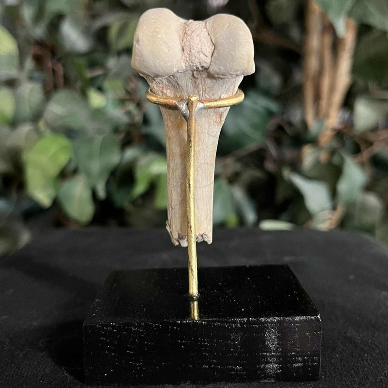 Hoplophoneus Sabertooth Leg Bone C, On Stand