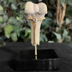 Hoplophoneus Sabertooth Leg Bone C, On Stand