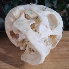 Human Skull, Medical A (Bisected)