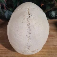 Human Skull, Medical C