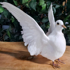 White Dove Taxidermy