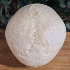 Human Skull, Medical B