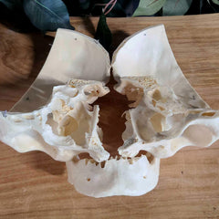 Human Skull, Medical A (Bisected)