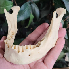 Human Jaw (Mandible) A