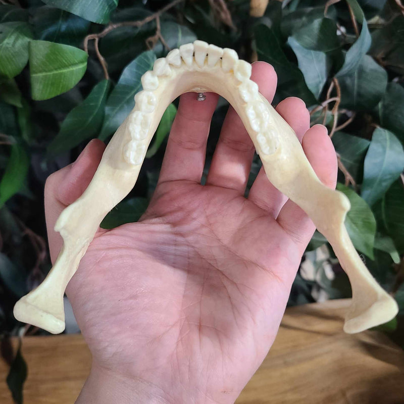 Human Jaw (Mandible), CAST