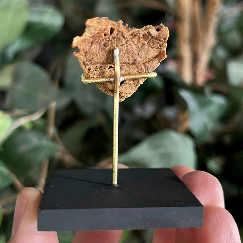 Ancient Egyptian Mummy Skull Segment J