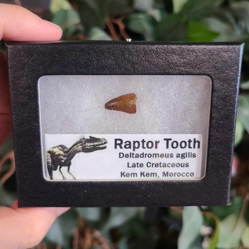 Raptor Dinosaur Tooth D (Morocco)