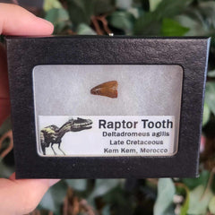 Raptor Dinosaur Tooth D (Morocco)