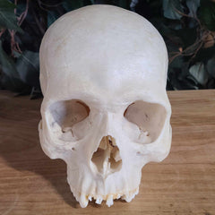 Human Skull, Medical B