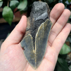 Megalodon Tooth G (4.25