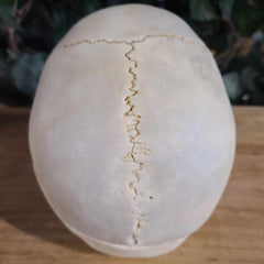 Human Skull, Medical D