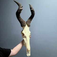 Red Hartebeest Skull XXL (Ex-Museum)
