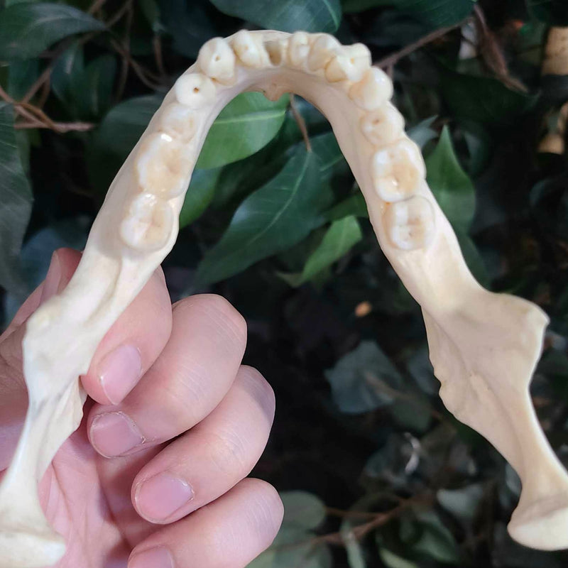 Human Jaw (Mandible) B