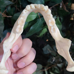 Human Jaw (Mandible) B